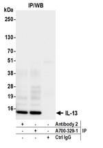 IL-13 Antibody in Immunoprecipitation (IP)