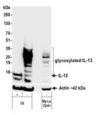 IL-13 Antibody in Western Blot (WB)