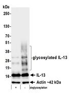IL-13 Antibody in Western Blot (WB)