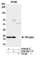 TNF-alpha Antibody in Immunoprecipitation (IP)