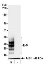 IL-9 Antibody in Western Blot (WB)