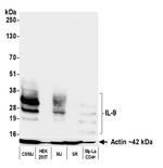 IL-9 Antibody in Western Blot (WB)