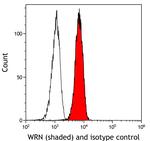 WRN Antibody in Flow Cytometry (Flow)