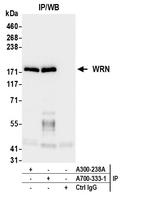 WRN Antibody in Immunoprecipitation (IP)