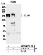 ZC3H4 Antibody in Immunoprecipitation (IP)