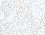 ZC3H4 Antibody in Immunohistochemistry (Paraffin) (IHC (P))