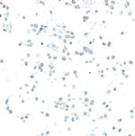 EZH2 Recombinant Rabbit Monoclonal Antibody (BLR338M)