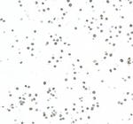 EZH2 Antibody in Immunocytochemistry (ICC/IF)