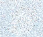 EZH2 Antibody in Immunohistochemistry (Paraffin) (IHC (P))