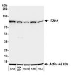EZH2 Antibody in Western Blot (WB)