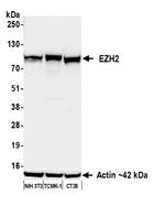 EZH2 Antibody in Western Blot (WB)