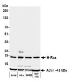 H-Ras Antibody in Western Blot (WB)