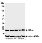 H-Ras Antibody in Western Blot (WB)