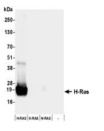 H-Ras Antibody in Western Blot (WB)