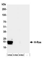 H-Ras Antibody in Western Blot (WB)