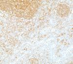 c-Rel Antibody in Immunohistochemistry (Paraffin) (IHC (P))