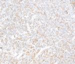 c-Rel Antibody in Immunohistochemistry (Paraffin) (IHC (P))