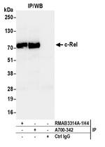 c-Rel Antibody in Immunoprecipitation (IP)