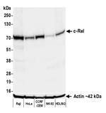 c-Rel Antibody in Western Blot (WB)