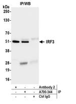 IRF3 Antibody in Immunoprecipitation (IP)