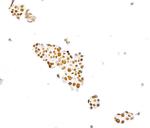 PAX8 Antibody in Immunocytochemistry (ICC/IF)
