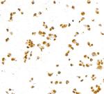 PAX8 Recombinant Rabbit Monoclonal Antibody (BLR346N)