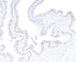 PAX8 Antibody in Immunohistochemistry (Paraffin) (IHC (P))