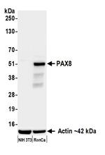 PAX8 Antibody in Western Blot (WB)