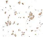 NF-kappaB1 (p105) Recombinant Rabbit Monoclonal Antibody (BLR347N)