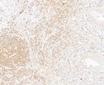 NF-kappaB1 (p105) Antibody in Immunohistochemistry (Paraffin) (IHC (P))