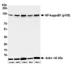 NF-kappaB1 (p105) Antibody in Western Blot (WB)