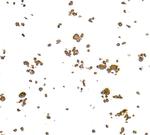 NF-kappaB1 (p105/p50) Recombinant Rabbit Monoclonal Antibody (BLR348N)