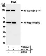 NF-kappaB1 (p105/p50) Antibody in Immunoprecipitation (IP)