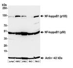 NF-kappaB1 (p105/p50) Antibody in Western Blot (WB)