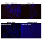 Rat IgG (H+L) Highly Cross-Adsorbed Secondary Antibody in Immunohistochemistry (Paraffin) (IHC (P))