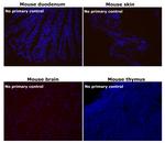 Rat IgG (H+L) Highly Cross-Adsorbed Secondary Antibody in Immunohistochemistry (Paraffin) (IHC (P))
