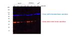 Rat IgG (H+L) Highly Cross-Adsorbed Secondary Antibody in Western Blot (WB)