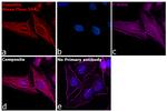 Chicken IgY (H+L) Highly Cross Adsorbed Secondary Antibody in Immunocytochemistry (ICC/IF)