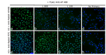 Rabbit IgG Fc, Cross-Adsorbed Secondary Antibody in Immunocytochemistry (ICC/IF)