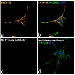 Rabbit IgG Fc, Cross-Adsorbed Secondary Antibody in Immunocytochemistry (ICC/IF)