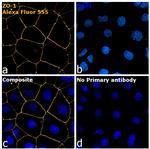 Rabbit IgG Fc, Cross-Adsorbed Secondary Antibody in Immunocytochemistry (ICC/IF)