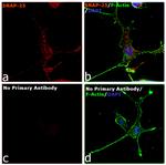 Rabbit IgG Fc, Cross-Adsorbed Secondary Antibody in Immunocytochemistry (ICC/IF)