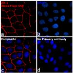 Rabbit IgG Fc, Cross-Adsorbed Secondary Antibody in Immunocytochemistry (ICC/IF)