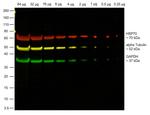 Rabbit IgG Fc, Cross-Adsorbed Secondary Antibody in Western Blot (WB)