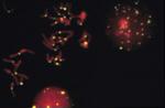 Fluorescein/Oregon Green Antibody in Immunocytochemistry (ICC/IF)