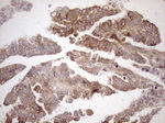 AAAS Antibody in Immunohistochemistry (Paraffin) (IHC (P))