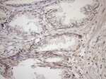 AAAS Antibody in Immunohistochemistry (Paraffin) (IHC (P))