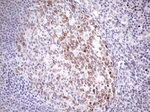 AAAS Antibody in Immunohistochemistry (Paraffin) (IHC (P))