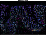 CD3e Antibody in Immunohistochemistry (Paraffin) (IHC (P))