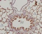 Adenosine A2B Receptor (extracellular) Antibody in Immunohistochemistry (Paraffin) (IHC (P))